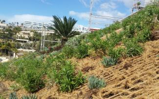 During the growing phase, good irrigation ensures that any gaps in the vegetation are soon closed. © ZinCo GmbH / Impermeabilizaciones Machado, S.L.U. Pitched green roof with nets made of coconut fibres